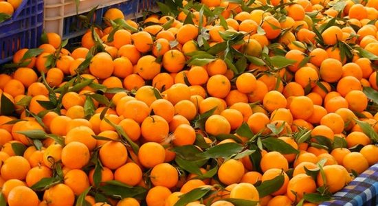 Suntala-Orange