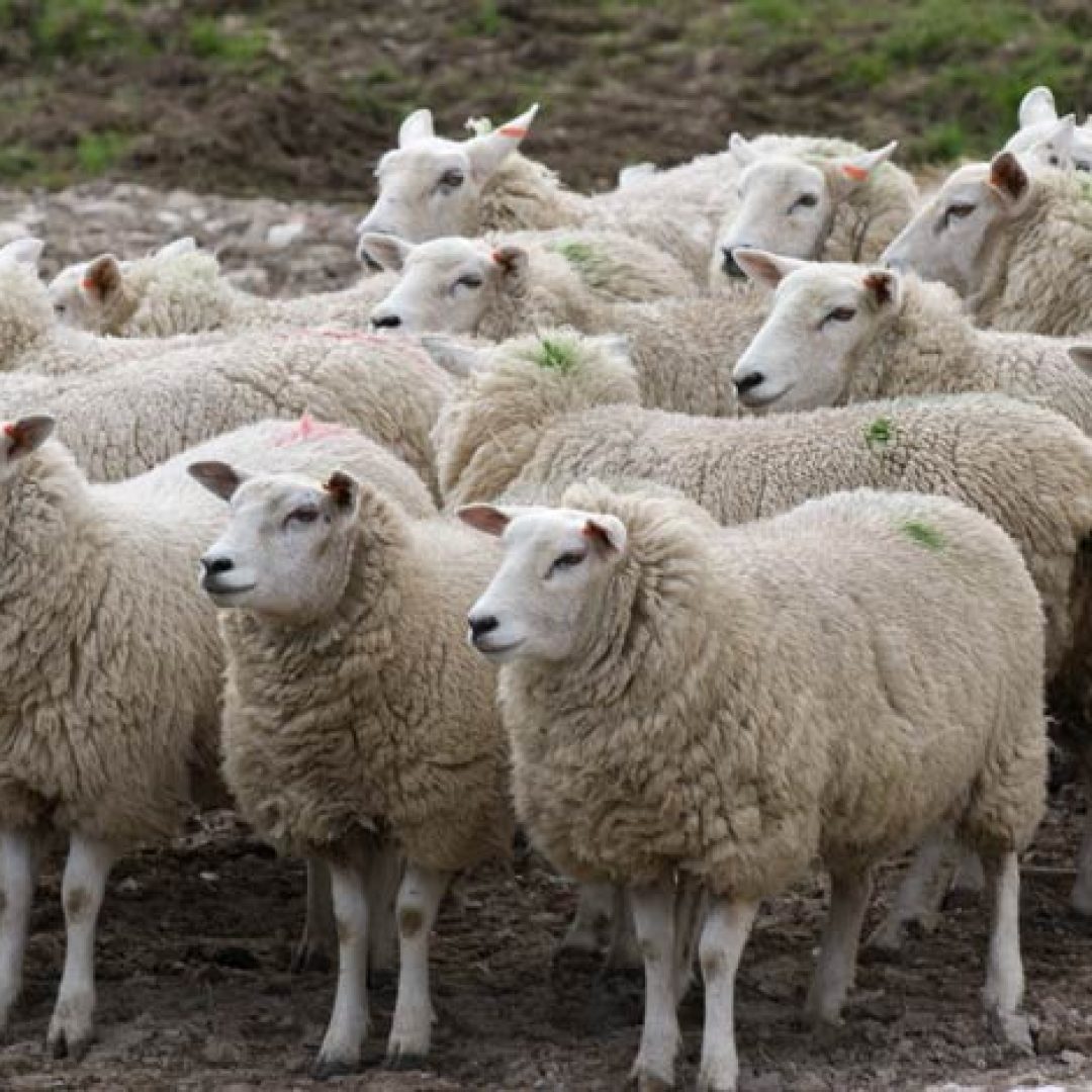 sheep-with-green-smit-marks